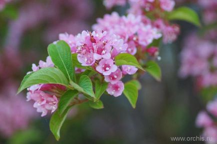 plantare de flori de grădină și de îngrijire, cultivare, reproducere, descriere, fotografie