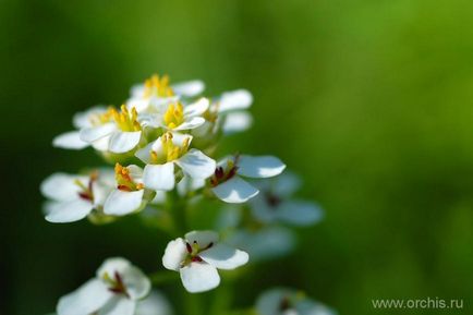 plantare de flori de grădină și de îngrijire, cultivare, reproducere, descriere, fotografie