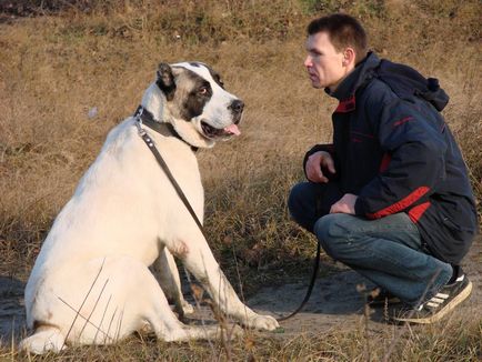 Cel mai mare caine din lume de foto, video