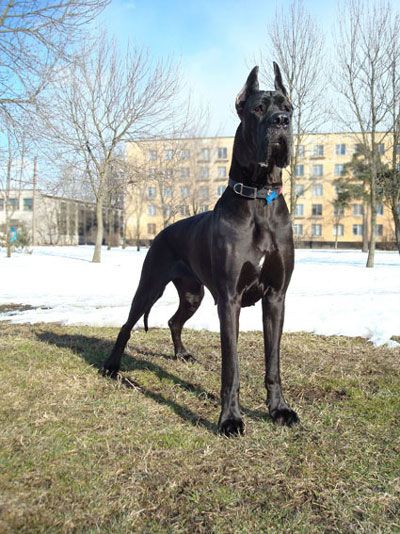 Cel mai mare caine din lume și în România, în partea de sus 6 cu fotografii