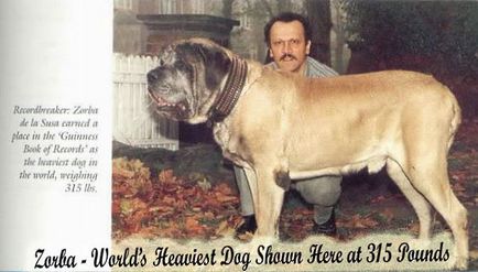 Cel mai mare dintre toate din lume de câine existente, care ea
