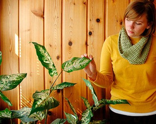 Cele mai multe plante de apartament nepretențioase - cultivare, plante de apartament, flori fotografie preferate