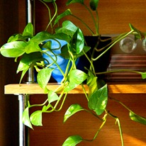 Cele mai multe plante de apartament nepretențioase - cultivare, plante de apartament, flori fotografie preferate