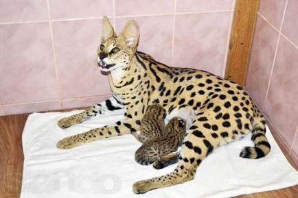 Cele mai rare rase de pisici din lume