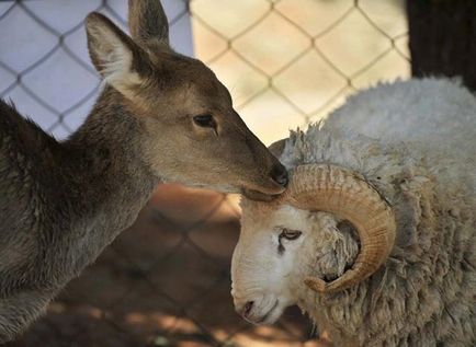 Cel mai ciudat cuplu animal - fapte neobișnuite