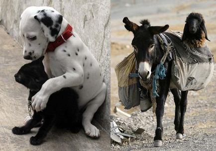 Cel mai ciudat cuplu animal - fapte neobișnuite