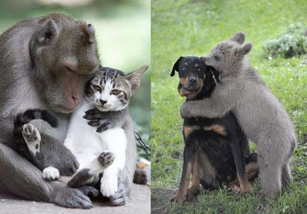 Cel mai ciudat cuplu animal - fapte neobișnuite