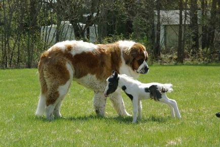 Cel mai ciudat cuplu animal - fapte neobișnuite