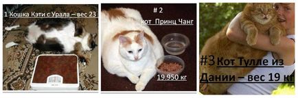 Cel mai gras pisica din lume - top 10, orașul pisicilor