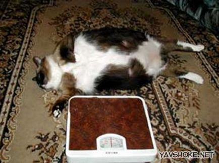 Cel mai gras pisica din lume