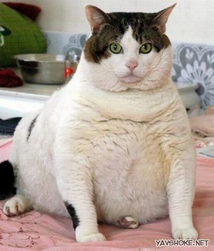 Cel mai gras pisica din lume