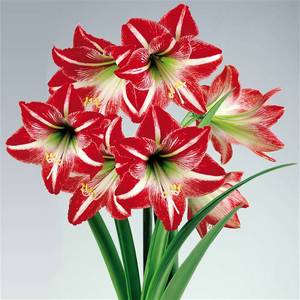 Cel mai important lucru despre flori Amaryllis de interior și de îngrijire pentru el acasă