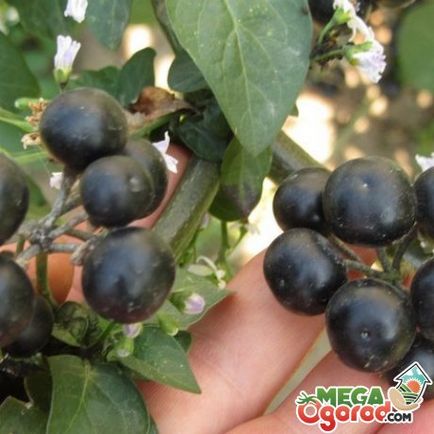 Descrierea Sunberry, cultivarea semințelor și a proprietăților de fructe de pădure