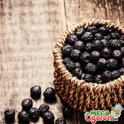 Descrierea Sunberry, cultivarea semințelor și a proprietăților de fructe de pădure