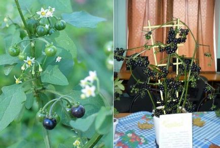 Sunberry utilizare, cultivare, îngrijire, rețete