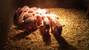 purcei de hrănire echilibrată de la 1 până la 6 luni - cheia pentru un animal sănătos și mare