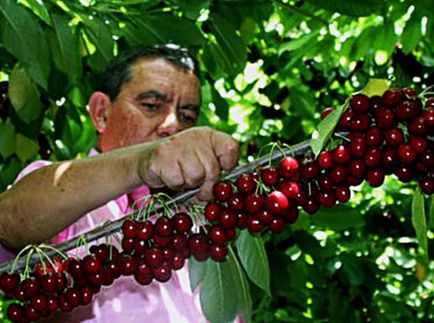 Recoltă de culesul fructelor