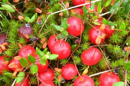 Cules calendar boabe cu boabe și proprietăți utile de fructe de pădure