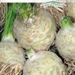 Rădăcină de țelină în creștere în câmp deschis, grădinar (rădăcină) Rădăcină de țelină în creștere în câmp deschis, grădinar