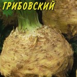 Rădăcină de țelină în creștere în câmp deschis, grădinar (rădăcină) Rădăcină de țelină în creștere în câmp deschis, grădinar