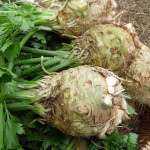 Rădăcină de țelină în creștere în câmp deschis, grădinar (deschis) Rădăcină de țelină în creștere în câmp deschis, grădinar