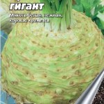 Rădăcină de țelină în creștere în câmp deschis, grădinar (deschis) Rădăcină de țelină în creștere în câmp deschis, grădinar