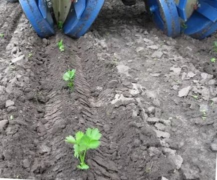 Rădăcină de țelină în creștere în câmp deschis, grădinar