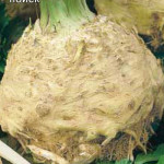 Rădăcină de țelină în creștere în câmp deschis, grădinar (în creștere) Rădăcină de țelină în creștere în câmp deschis, grădinar
