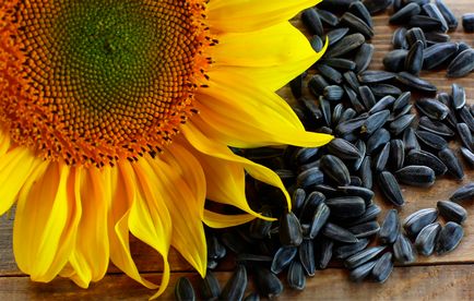 Seminte de floarea soarelui - avantaje și prejudicii produse favorit
