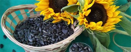 Semințele de floarea soarelui rău și beneficiile prime și prăjite pentru femei și bărbați
