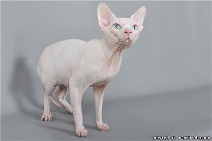 Sfinxul - pisica chel din lume - 28 fotografii - imagini - fotografii lumii naturale