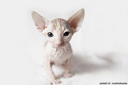 Sfinxul - pisica chel din lume - 28 fotografii - imagini - fotografii lumii naturale