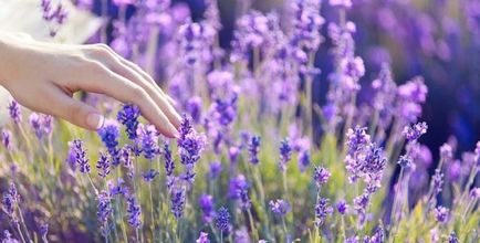 Sage cresc în țară cu ajutorul unor sfaturi simple (dacha) Sage cresc în țară cu ajutorul unor sfaturi simple