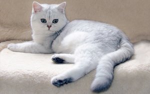 pisica scoțiană sau o pisica care aleg asistent feline