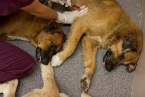 Care este costul pentru eutanasierea unui câine într-o clinică veterinară și la domiciliu