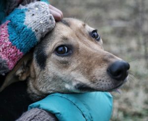 Care este costul pentru eutanasierea unui câine într-o clinică veterinară și la domiciliu