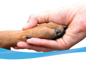 Care este costul pentru eutanasierea unui câine într-o clinică veterinară și la domiciliu