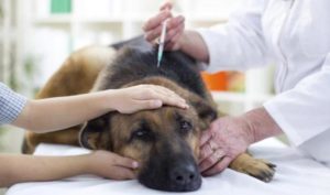 Care este costul pentru eutanasierea unui câine într-o clinică veterinară și la domiciliu