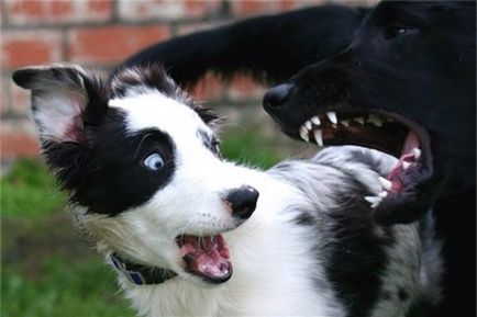 Câinele se teme de alti caini cauze si metode de eliminare a fobiilor
