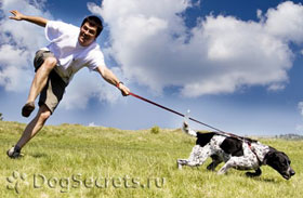 Câine sau Puppy lesa trăgând ce să facă și cum să intarca de la ea (câine) Câine sau Puppy lesa trăgând ce să facă și cum să intarca de la ea