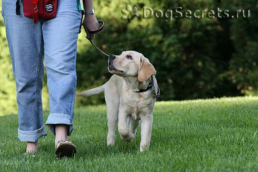 Câine sau Puppy lesa trăgând ce să facă și cum să intarca de la ea (trage) Câine sau Puppy lesa trăgând ce să facă și cum să intarca de la ea