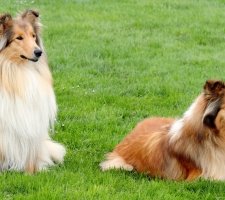 câine Collie descriere rasă, fotografii, prețul de pui, comentarii