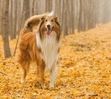 câine Collie descriere rasă, fotografii, prețul de pui, comentarii