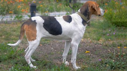 Rusă Descriere câine de câine rasa, fotografii, prețul de pui, comentarii