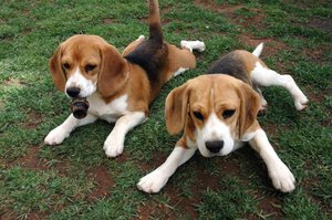 Câini și căței beagle preturi, poze, descriere si istorie a rasei