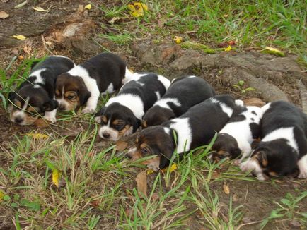 Câini și căței beagle preturi, poze, descriere si istorie a rasei