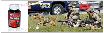 Câini în armată