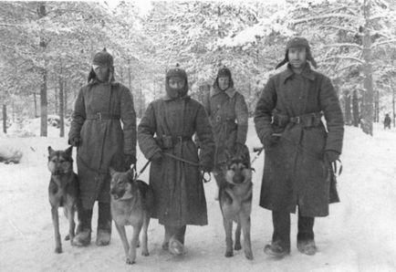 Câini în Marele Război pentru Apărarea Patriei