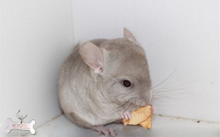 Cuprins chinchilla Cum de a proteja animalul de stres