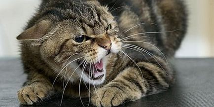 Vis pisica Interpretare ataca ce vis atac pisica în somn
